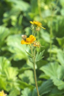 Alpine avens