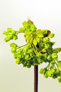 Flowers of Norway Maple