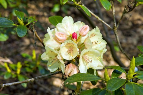 Rhododendron in the Bremen Rhododendron Park
