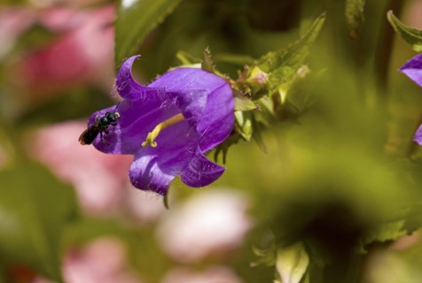 Peach-leaved bellflower Insect