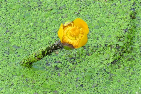 Yellow water-lily