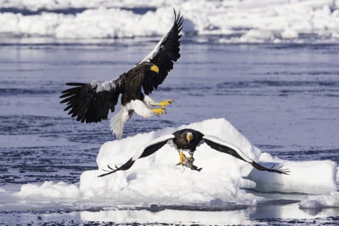 Steller Sea Eagle