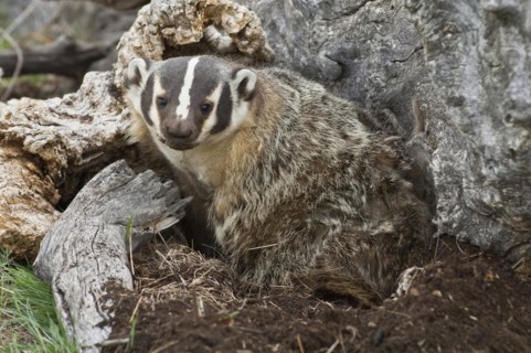 American badger
