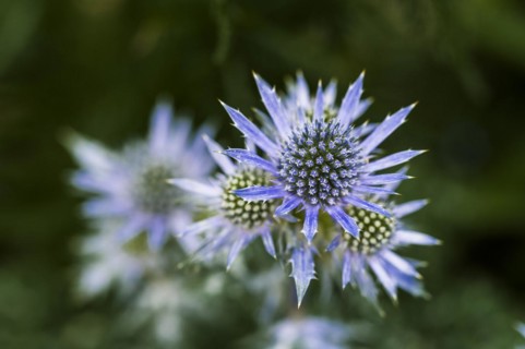 Eryngium bourgatti