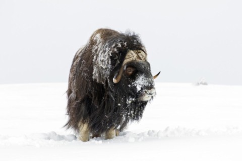 Muskox