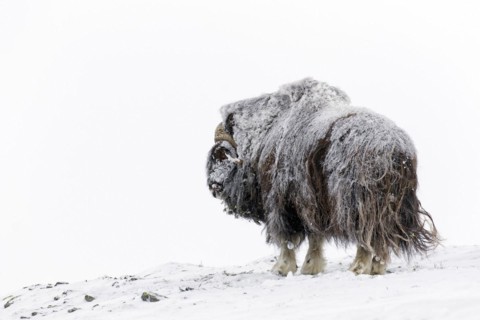 Muskox