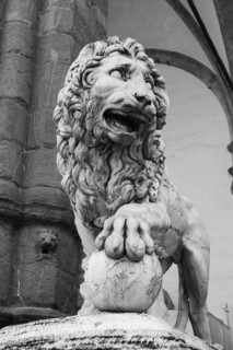 Vaccas Lion