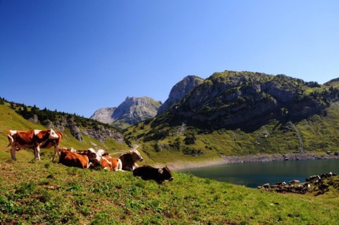 Formarinsee