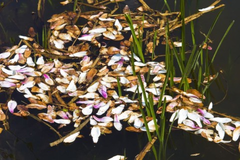 Water ditch with petals of a tulip tree in the Botanical Garden