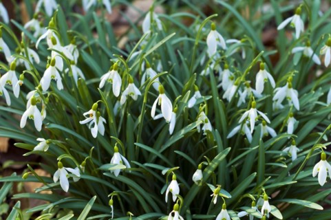 Common snowdrop