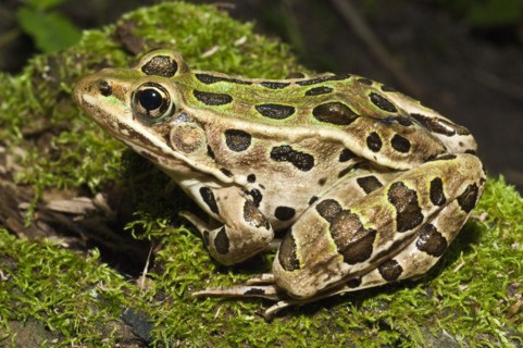 The northern leopard frog