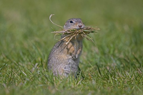European ground squirrel