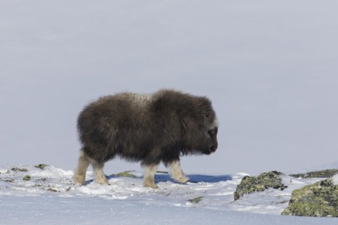 Muskox