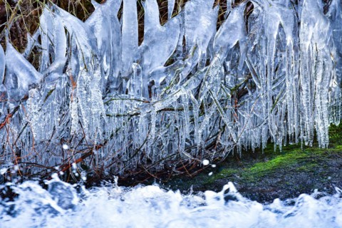 Branch with icicles on a torrent in West Allgaeu