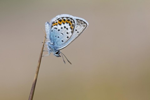 Silver-studded blue
