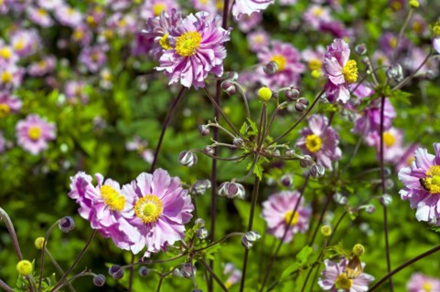 Autumn Anemones