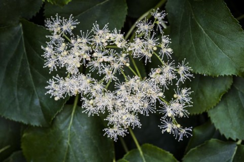 Hydrangea anomala petiolaris