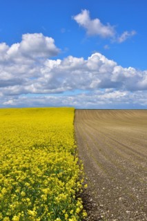Fields with rape in Swabia