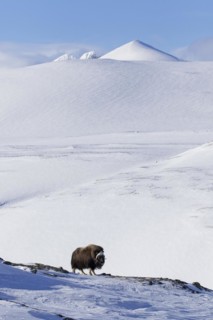 Muskox