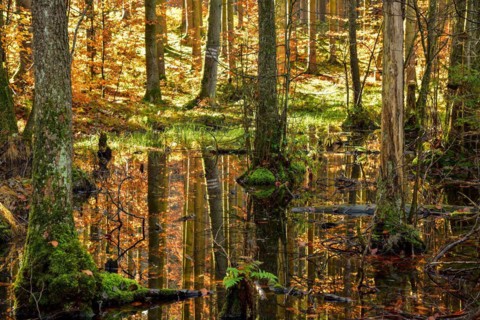 Autumn-coloured mixed forest reflected in a pond in the Westliche Waelder nature park Park near Ausgburg