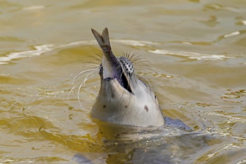 Close-up of common seal