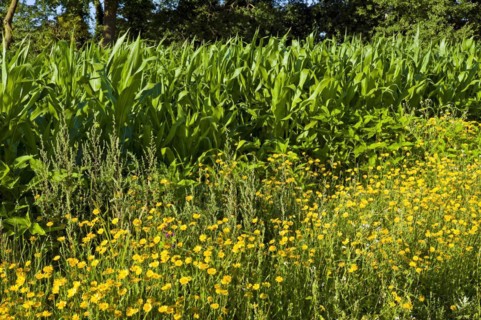 Seedworts