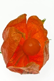 Japanese-lantern