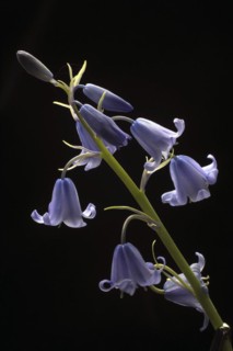 Spanish bellflower