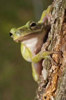 The green tree frog