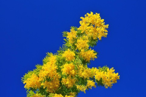 Flower of the silver acacia or silver wattle