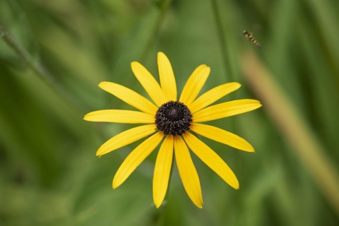 Flower of the yellow coneflower