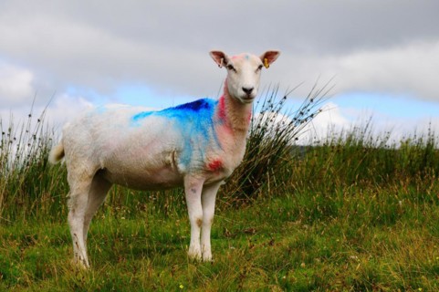 Sheep in a pasture in the Yorkshire Dales
