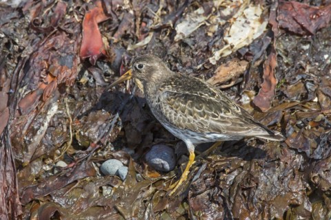 Purple sandpiper
