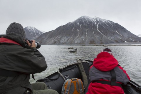 Eco-tourists in zodiac boat watching common seal