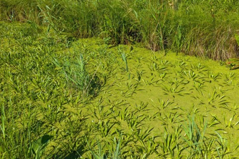 Water ditch with crayfish and duckweed in the Werderland nature reserve