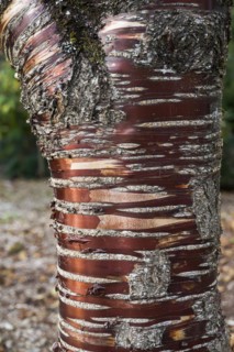 Prunus serrula serrulata