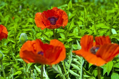 Poppies