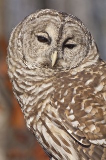 Barred Owl