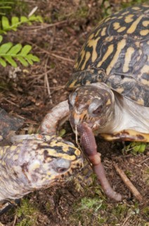Eastern box turtle