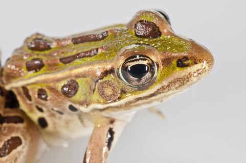 Northern leopard frog