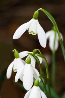 common Snowdrop