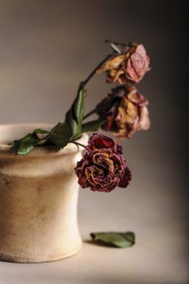 Dried roses in a vase