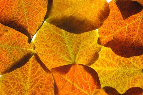 Leaves of