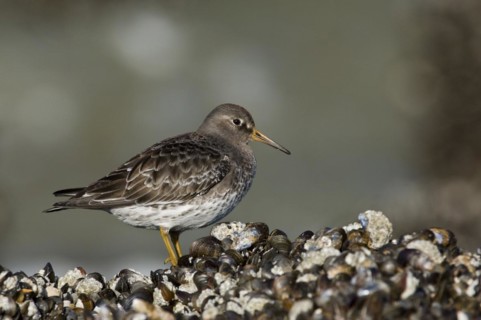 Portrait of purple sandpiper