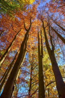 Treetops of beech trees on a sunny autumn day