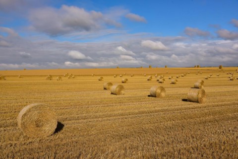 Harvested cornfield with straw bales in Normandy