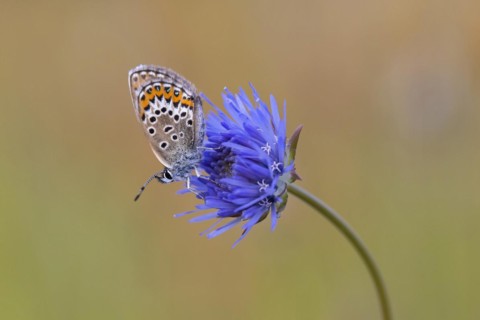 Silver-studded blue