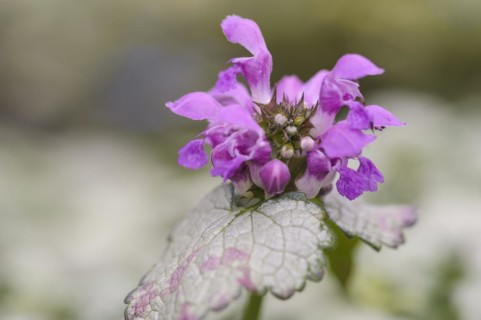 (Lamium maculatum), red nancy