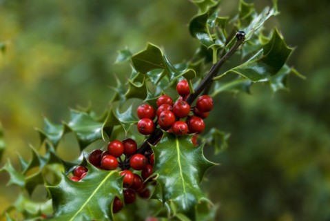 Holly
