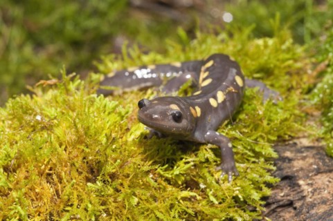 Spotted salamander